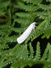 Attēlu rezultāti vaicājumam “Yponomeuta evonymella”