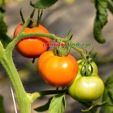 Afbeeldingsresultaat voor caro rich tomato