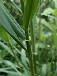 Attēlu rezultāti vaicājumam “Phalaroides arundinacea leaf”