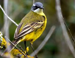 Attēlu rezultāti vaicājumam “Badhamia flavoglauca sessile”