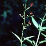 Attēlu rezultāti vaicājumam “Fuligo laevis”