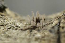 Attēlu rezultāti vaicājumam “Stemonaria irregularis stalked”