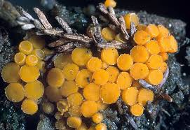 Attēlu rezultāti vaicājumam “Byssonectria fusispora”