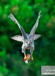 Attēlu rezultāti vaicājumam “Accipiter gentilis”