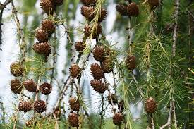 Attēlu rezultāti vaicājumam “Larix decidua”