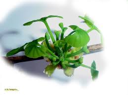 Attēlu rezultāti vaicājumam “Ginkgo biloba female flower”