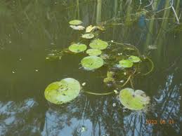 Attēlu rezultāti vaicājumam “Hydrocharis morsus-ranae”