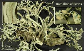Attēlu rezultāti vaicājumam “Ramalina calicaris”