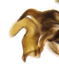 Attēlu rezultāti vaicājumam “Javesella pellucida”