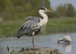 Attēlu rezultāti vaicājumam “Ardea cinerea adult”