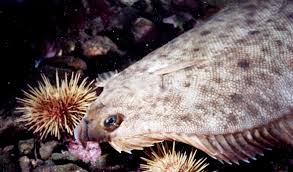 Image result for Pseudopleuronectes americanus