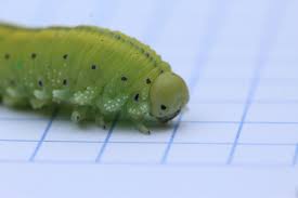 Attēlu rezultāti vaicājumam “Cimbex luteus”