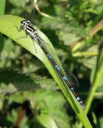 Attēlu rezultāti vaicājumam “Coenagrion pulchellum female”