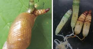 Attēlu rezultāti vaicājumam “Leucochloridium paradoxum”