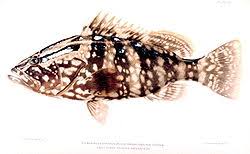 Image result for Epinephelus striatus