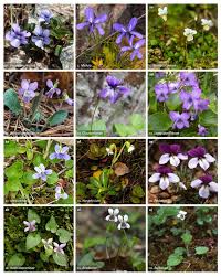 Attēlu rezultāti vaicājumam “Viola x williamsii flower”