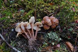 Attēlu rezultāti vaicājumam “Collybia acervata”