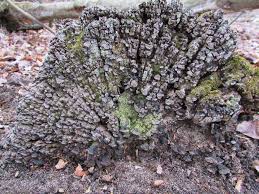 Attēlu rezultāti vaicājumam “Xylobolus frustulatus”