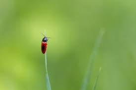 Attēlu rezultāti vaicājumam “Ampedus sanguinolentus”