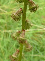 Attēlu rezultāti vaicājumam “Agrimonia eupatoria fruit”