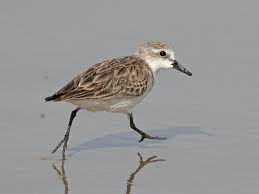 Image result for Calidris ruficollis