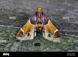 Attēlu rezultāti vaicājumam “Pyralis farinalis”