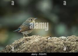 Image result for Luscinia cyane