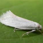 Attēlu rezultāti vaicājumam “Elachista argentella”