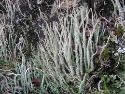 Attēlu rezultāti vaicājumam “Cladonia”