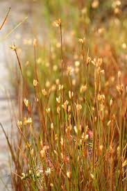 Attēlu rezultāti vaicājumam “Juncus stygius”