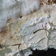 Attēlu rezultāti vaicājumam “Porotheleum fimbriatum”