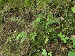 Attēlu rezultāti vaicājumam “Cystopteris fragilis”