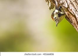 Attēlu rezultāti vaicājumam “Dendrocopos medius nest”