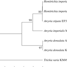 Attēlu rezultāti vaicājumam “Lamproderma pseudomaculatum”