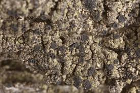 Attēlu rezultāti vaicājumam “Trapeliopsis flexuosa”