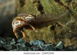 Attēlu rezultāti vaicājumam “Triturus vulgaris male”