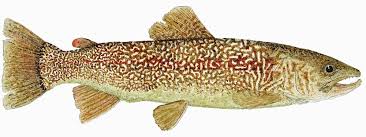 Image result for Salmo marmoratus