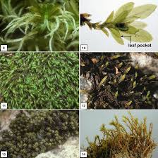 Attēlu rezultāti vaicājumam “Didymodon tophaceus sporophyte”