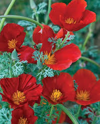 Attēlu rezultāti vaicājumam “Eschscholzia californica flower”
