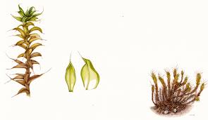 Attēlu rezultāti vaicājumam “Syntrichia”