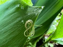 Attēlu rezultāti vaicājumam “Nematomorpha”