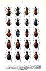 Attēlu rezultāti vaicājumam “Tachyta nana”