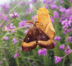 Attēlu rezultāti vaicājumam “Lasiocampa quercus”