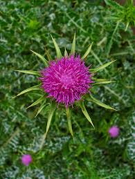 Attēlu rezultāti vaicājumam “Silybum marianum”