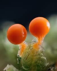 Attēlu rezultāti vaicājumam “Trichia varia macro”