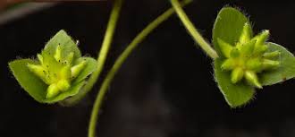 Attēlu rezultāti vaicājumam “Hepatica nobilis bud”