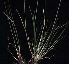 Attēlu rezultāti vaicājumam “Puccinellia distans”