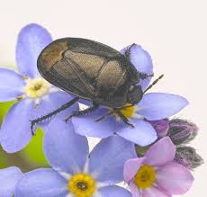 Attēlu rezultāti vaicājumam “Cydnidae”