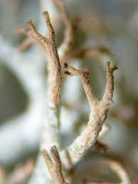 Attēlu rezultāti vaicājumam “Cladonia ciliata”