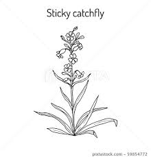 Attēlu rezultāti vaicājumam “Silene viscaria”